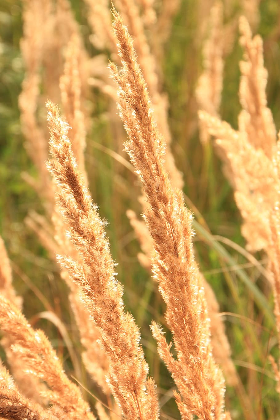 backlit, ears, flare, grass, sun, sunlight, sunny, sunshine HD wallpaper