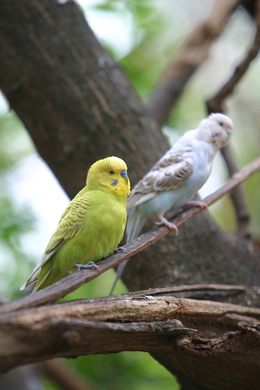 perico, feathers, bird, parrots, animal themes, vertebrate HD wallpaper