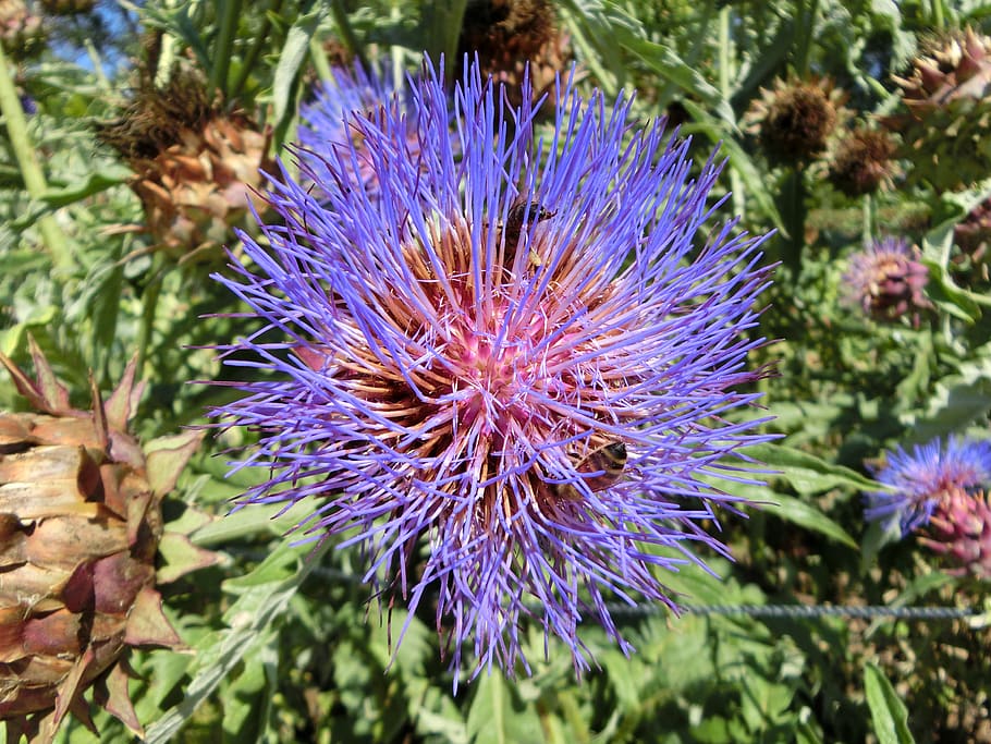 artichoke, flower, vegetables, flowering plant, purple, freshness HD wallpaper