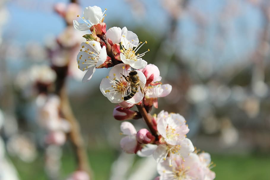 bee, spring, nature, blossom, season, pollination, honeybee HD wallpaper