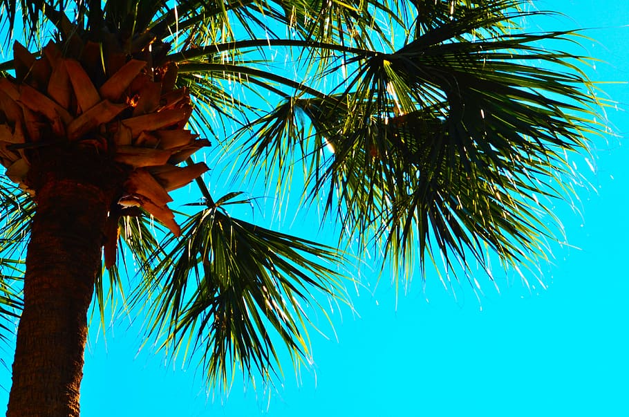 palm tree, blue sky, palm trees, nature, tropical climate, leaf HD wallpaper