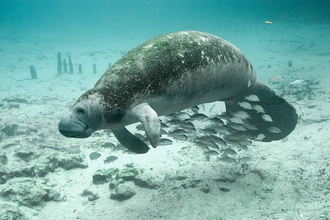 dugong swimming underwater, fish, manatee, animals, fauna, animal themes HD wallpaper