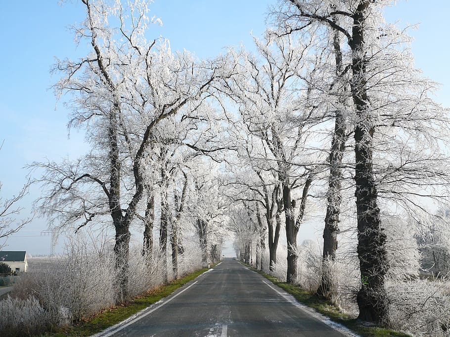 road, winter, snow, wintry, nature, landscape, trees, tree lined avenue HD wallpaper