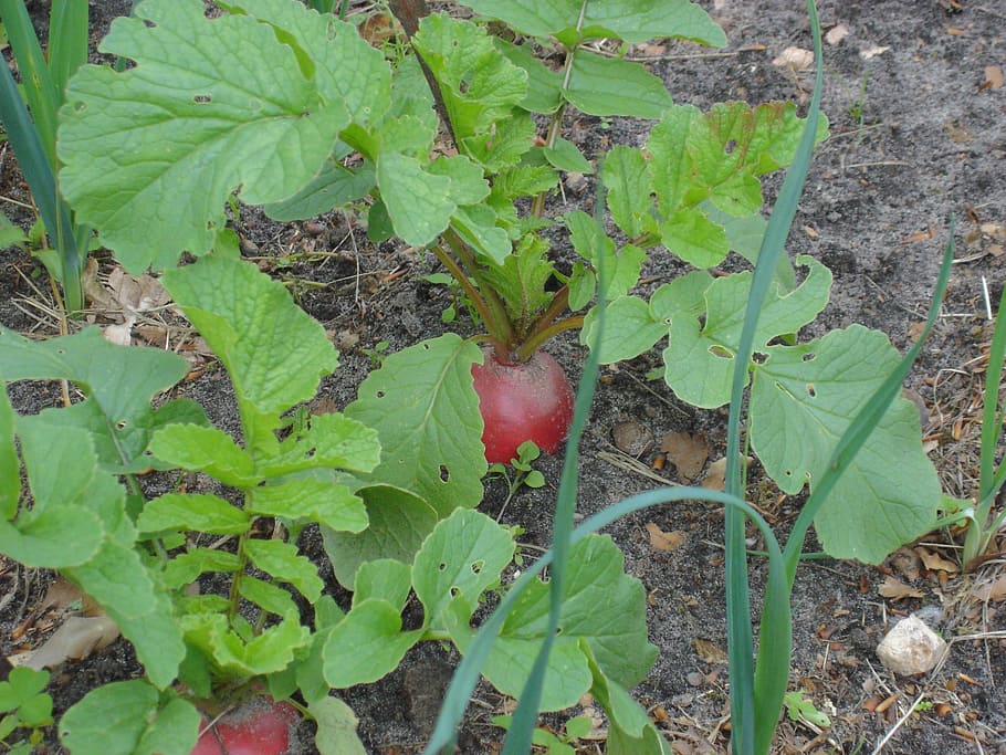 beetroot, garden, will, bed, vegetables, harvest, healthy, turnip HD wallpaper