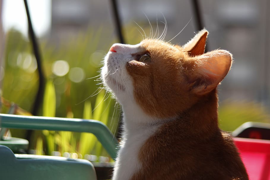 summer, cat, sunny, felines, red, pets, animal themes, one animal HD wallpaper