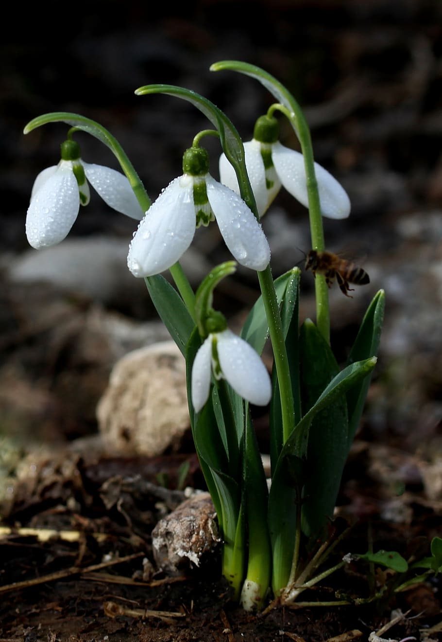 snowdrop, white, spring, flower, plant, growth, beauty in nature HD wallpaper