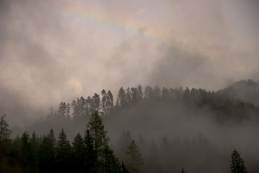 trees cover with fog, tall trees with fogs under calm sky, foggy, HD wallpaper