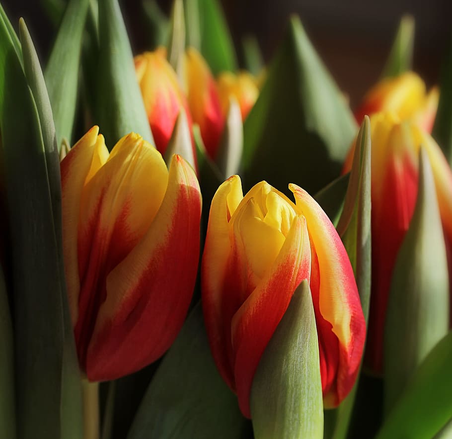 nature, spring, easter, tulips, tulipa, lily, liliaceae, flowering plant, HD wallpaper