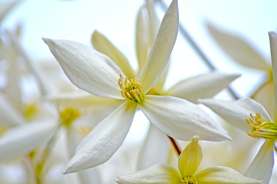 blossom, bloom, clematis, flower, close, climber, plant, wild growth HD wallpaper