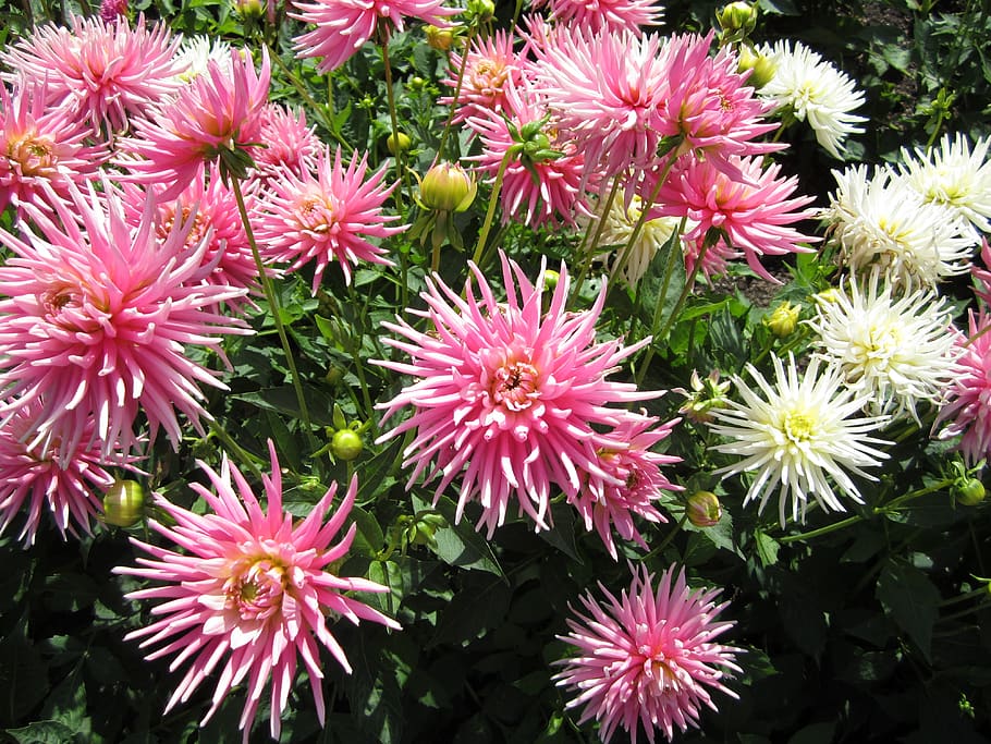 flower, pink, white, butchart gardens, victoria, british columbia, HD wallpaper