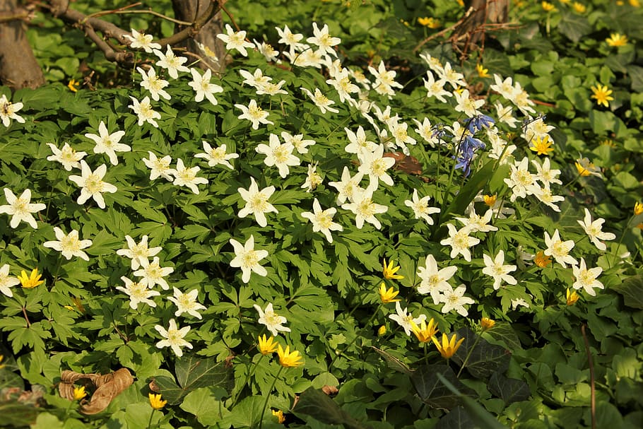 Spring, Early Bloomer, Flower, Nature, white flowers, plant HD wallpaper