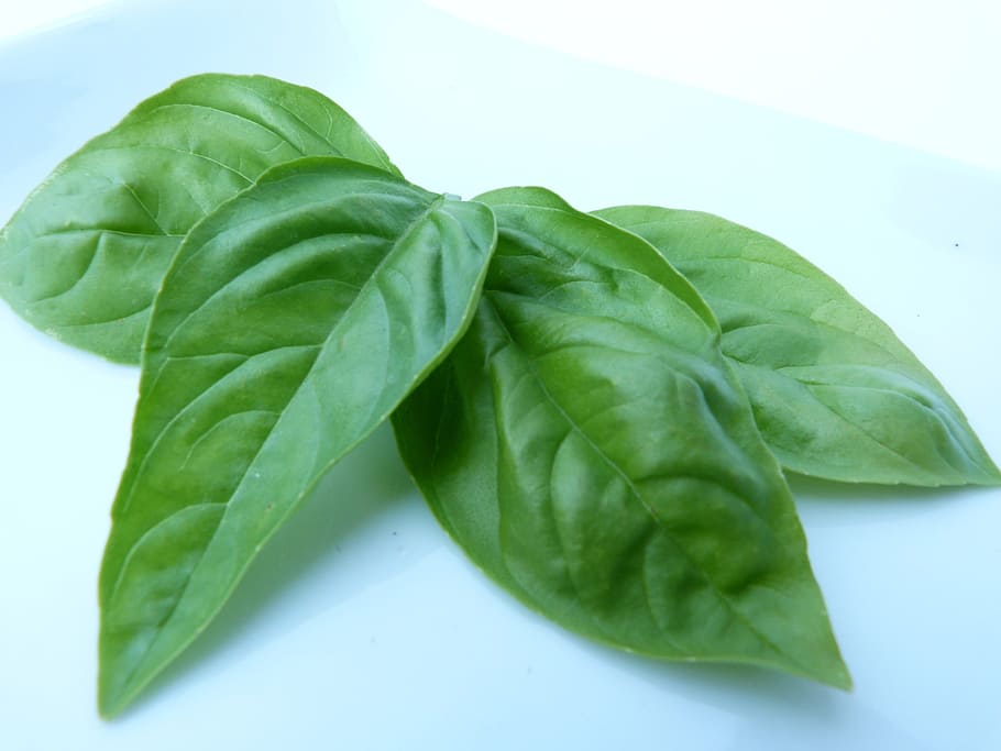 four green leafs, basil, plant, garden, ocimum basilicum, leaves HD wallpaper