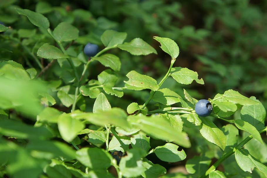 Forest blueberries 1080P, 2K, 4K, 5K HD wallpapers free download