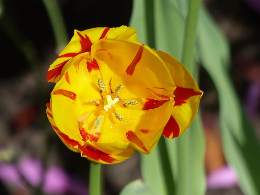 tulip, cup, blossom, bloom, plant, close, garden, flower, calyx HD wallpaper