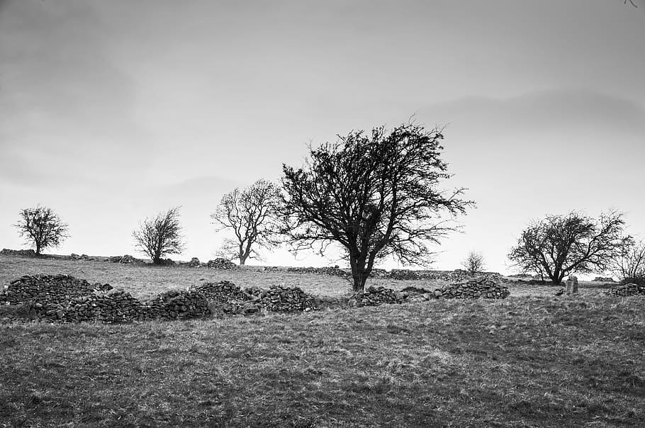Tree, Moors, Nature, Landscape, Sky, scenic, grass, scenery HD wallpaper