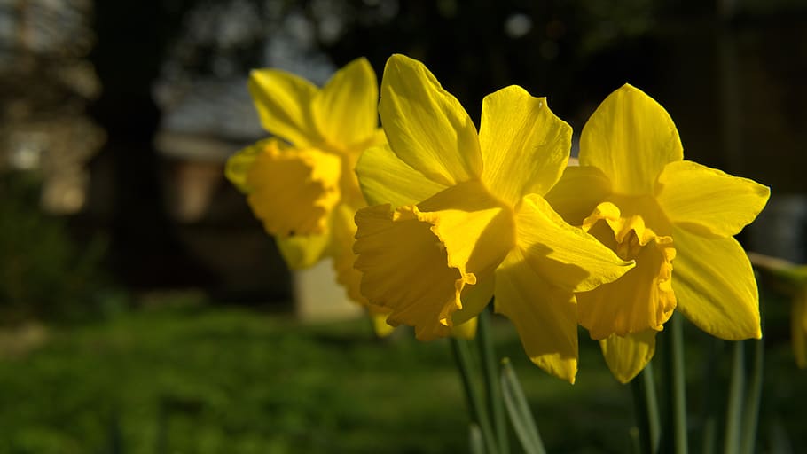 nature, flower, plant, spring, yellow, flowering plant, beauty in nature HD wallpaper