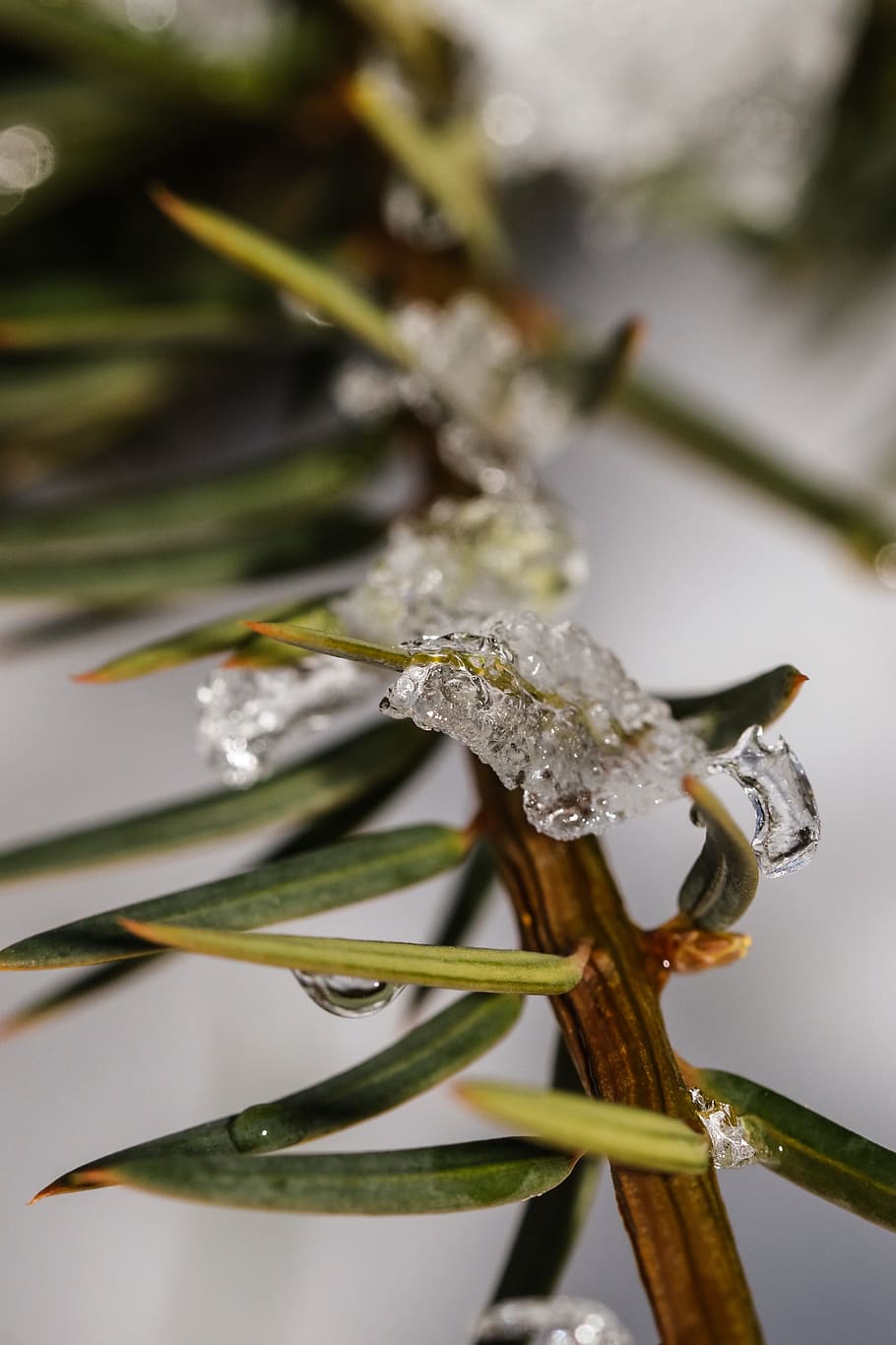 frost, branch, nature, winter, ice, snow, plant, beauty in nature HD wallpaper