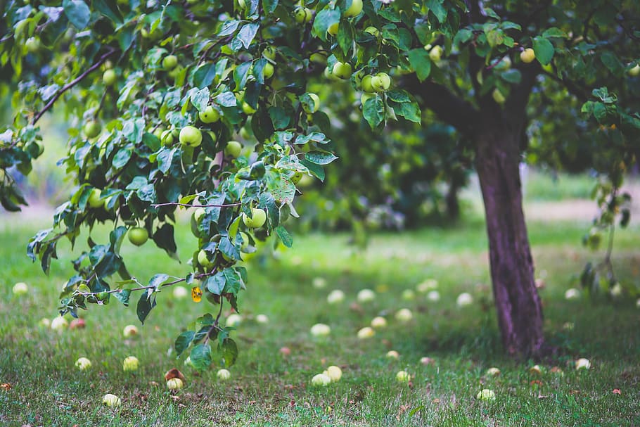 tomato tree during daytime, apple, apples, young, little, on the tree HD wallpaper