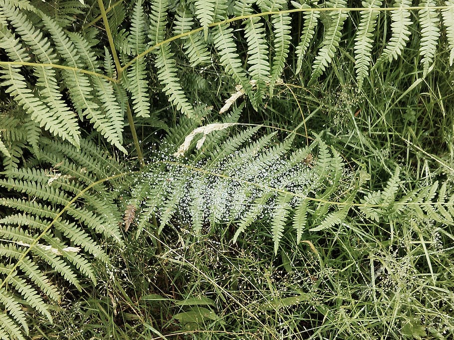fern, leaf, spray, nature, growth, plant, green color, beauty in nature HD wallpaper