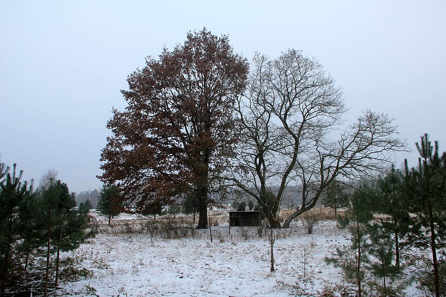 Nature, Winter, Grunewald, Tree, Snow, landscape, cold temperature HD wallpaper