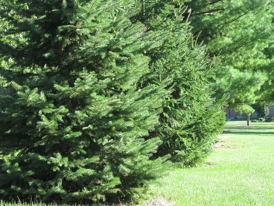 evergreen, evergreens, trees, pine, grass, needles, pine needles HD wallpaper