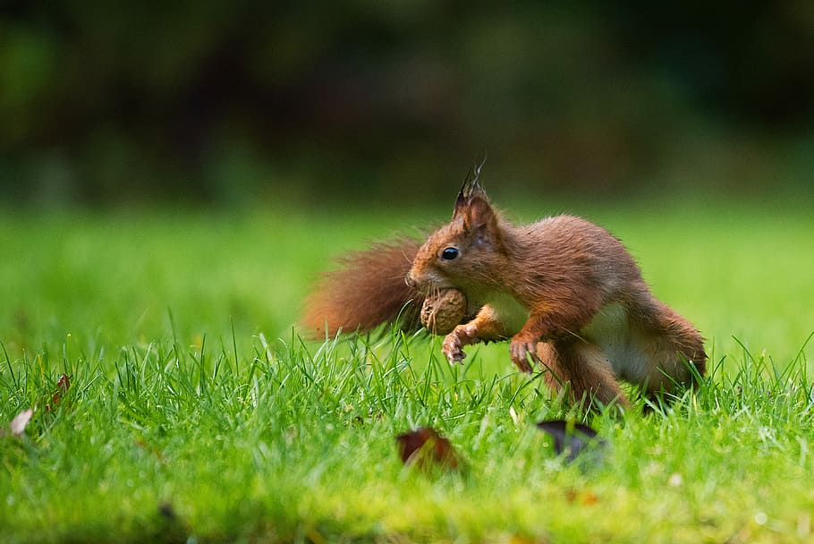 selective focus photography of squirrel eating nut, chipmunks on grass HD wallpaper