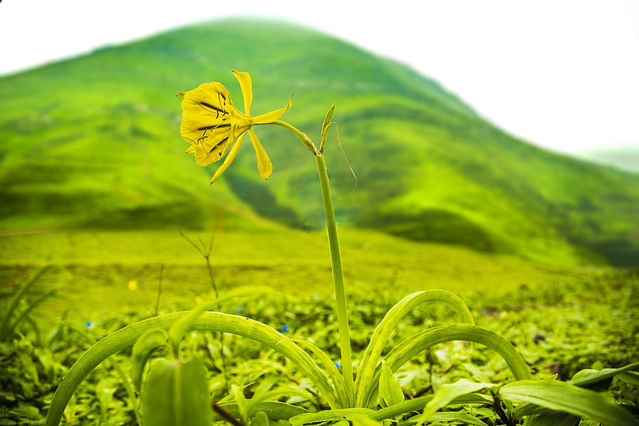 landscape, mountain, flower, plant, yellow, beauty in nature HD wallpaper