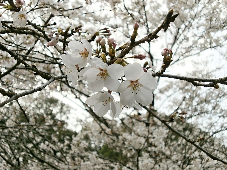 cherry, cherry tree, cherry blossoms, spring, flowering plant HD wallpaper