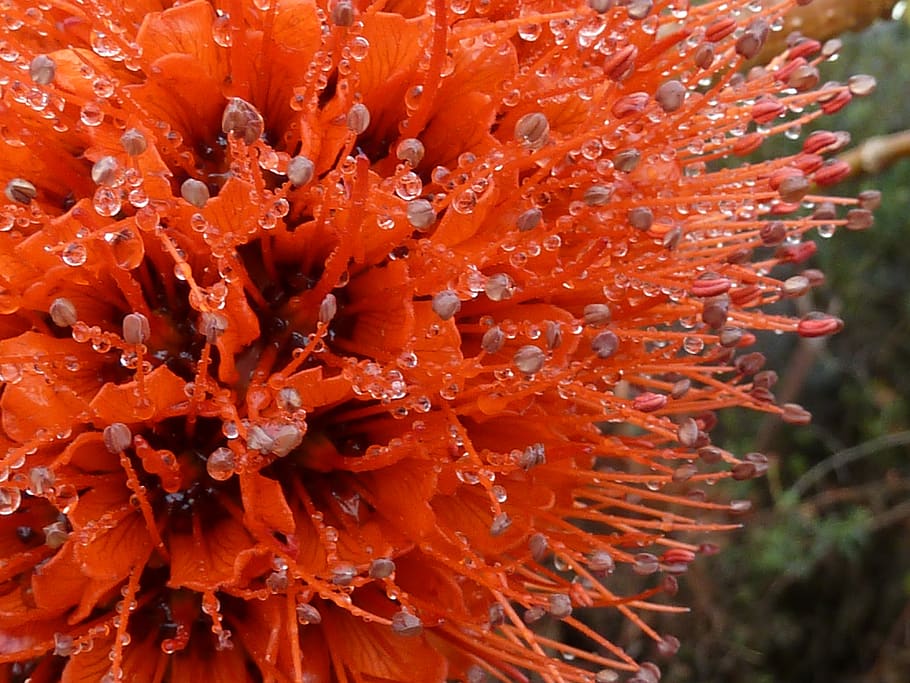 bottlebrush, flower, flora, drops, close-up, plant, flowering plant HD wallpaper