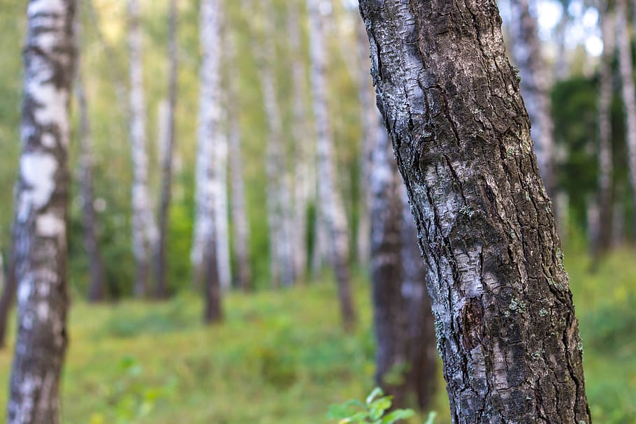 birch, birchwood, forest, trunks, trees, nature, russia, thicket HD wallpaper