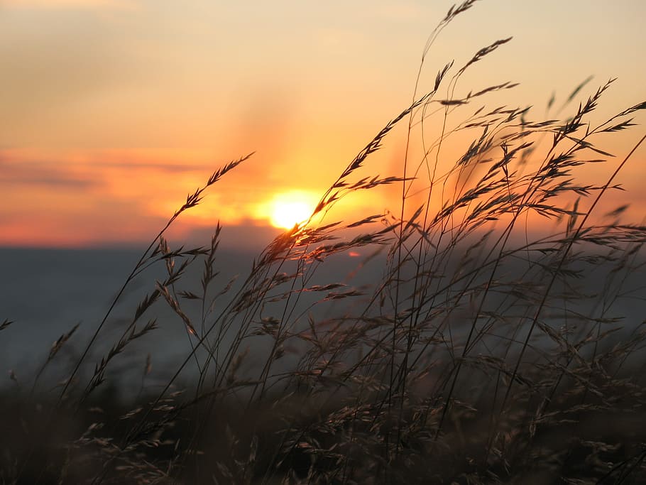 sunset against green swaying grass, in the, setting, mood, evening HD wallpaper