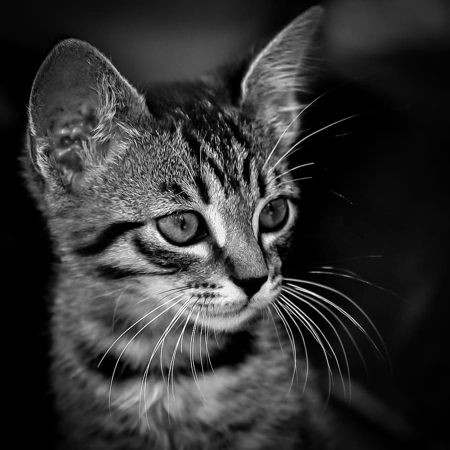 grayscale photo of tabby kitten, black, white, cat, cute, domestic HD wallpaper