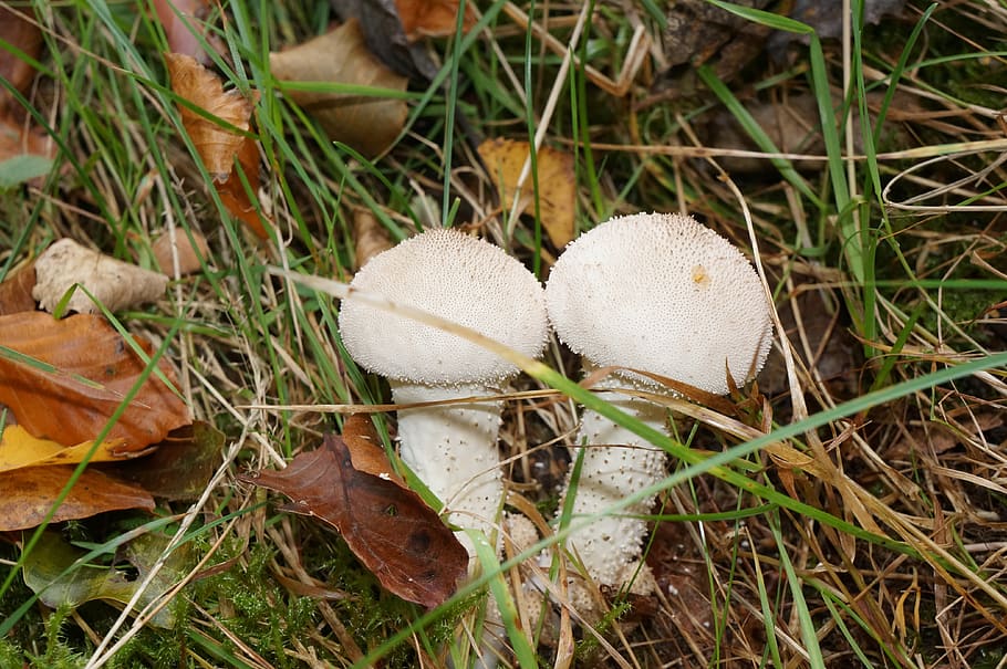 toadstools, grass, mark, mushroom, fungus, vegetable, food HD wallpaper