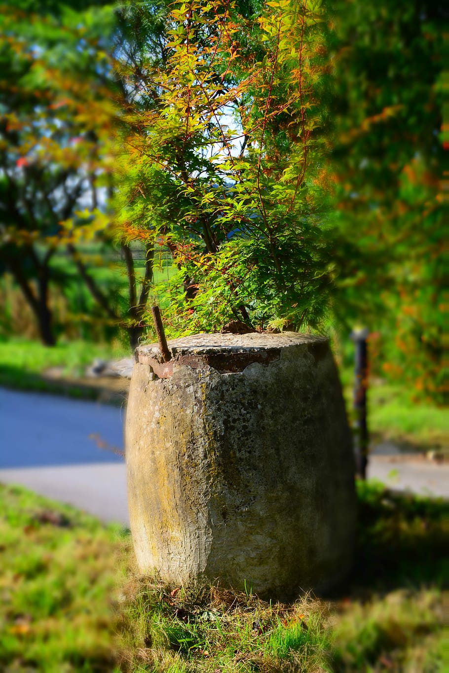 stone, concrete, grass, block, plant, tree, nature, day, focus on foreground HD wallpaper