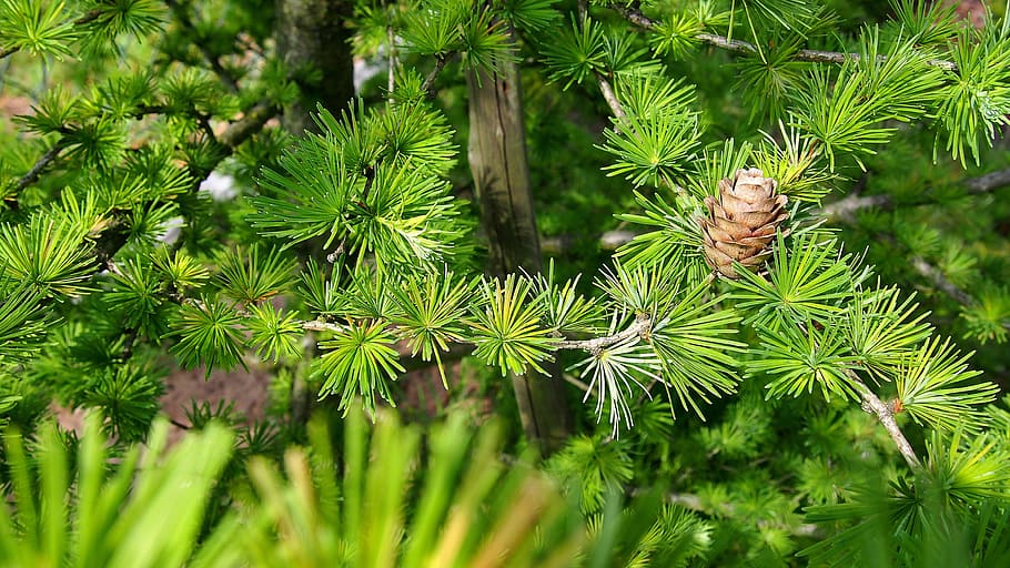 Pine Cone, Larch, Tree, Sprig, Closeup, nature, larch needles HD wallpaper