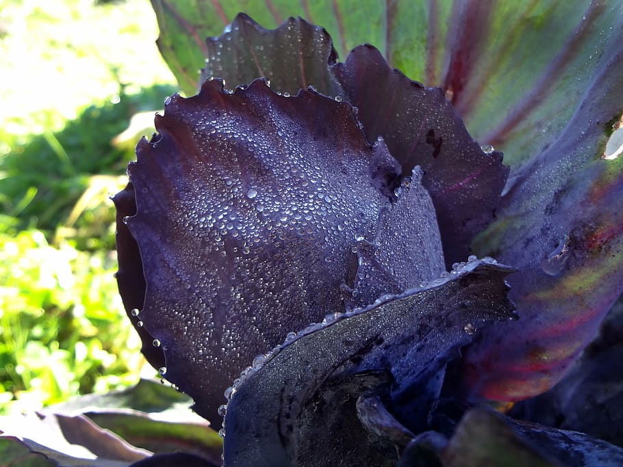 red cabbage, close, violet, plant, close-up, day, nature, leaf HD wallpaper