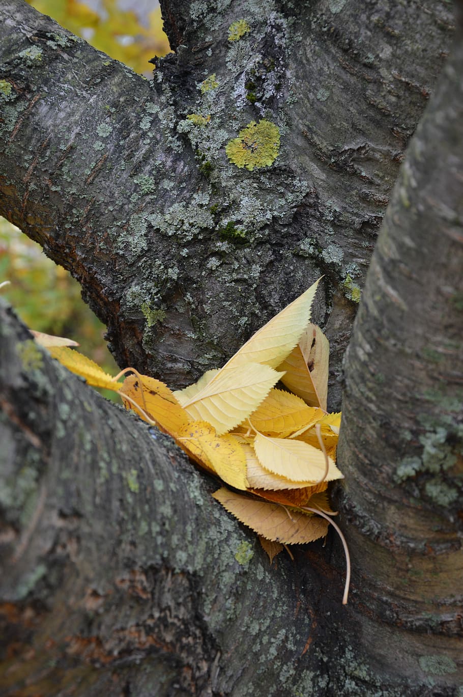 Fruit Tree, Cherry, Leaves, Autumn, october, yellow, tree trunk HD wallpaper