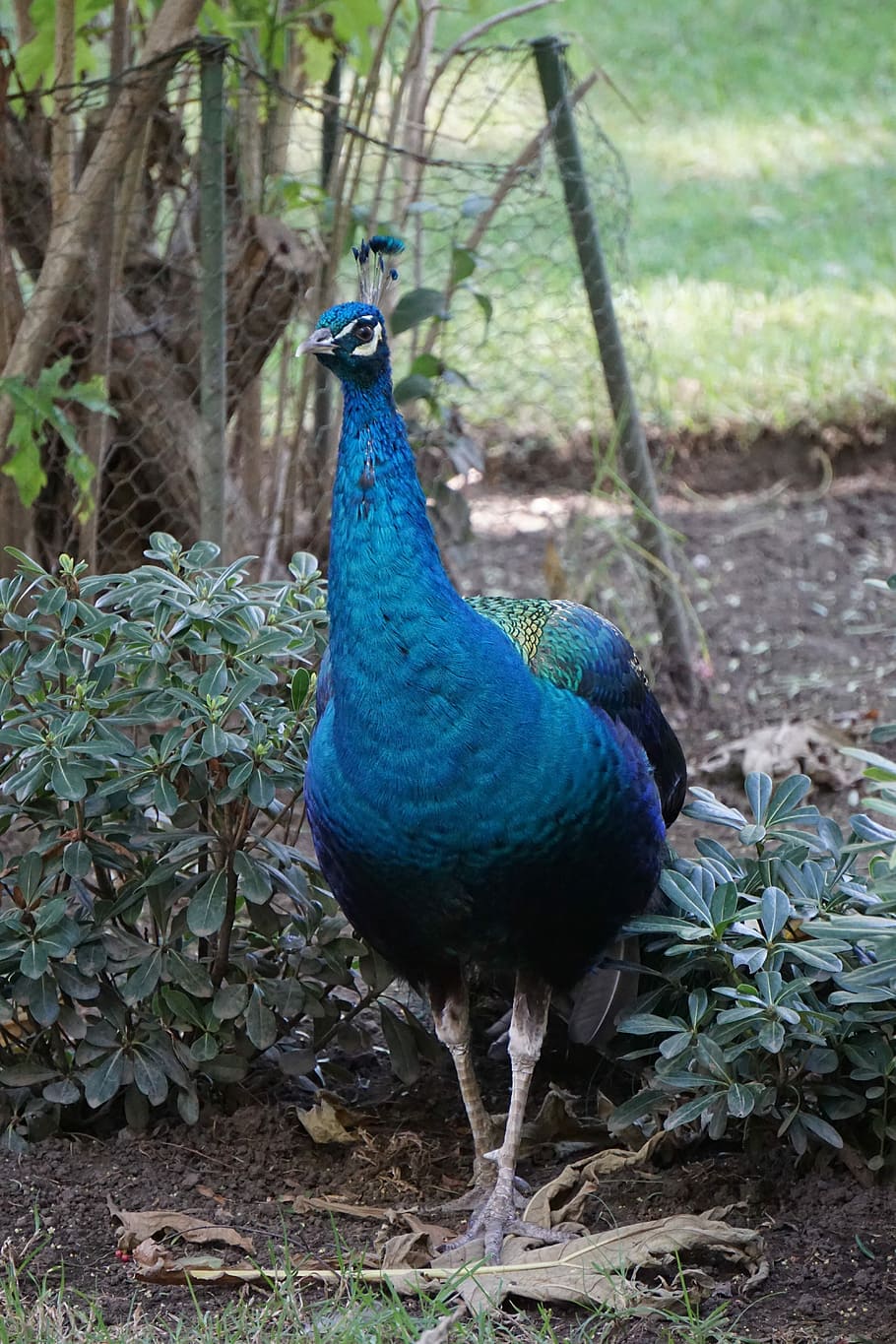 Peacock, Ave, Peafowl, Bird, park, one animal, blue, feather HD wallpaper