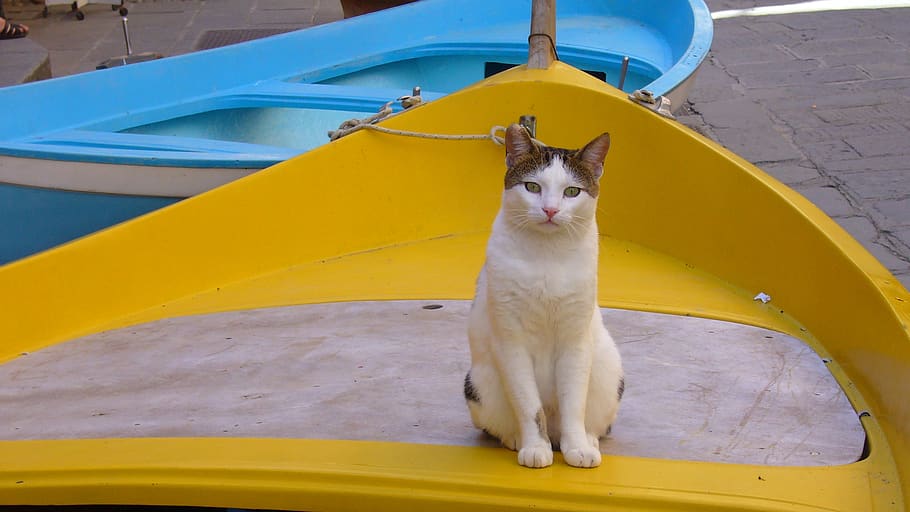 cat, barca, yellow, one animal, mammal, domestic, domestic animals HD wallpaper