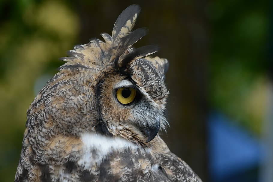 brown and gray owl, brown and black owl, bird, feathers, eye HD wallpaper