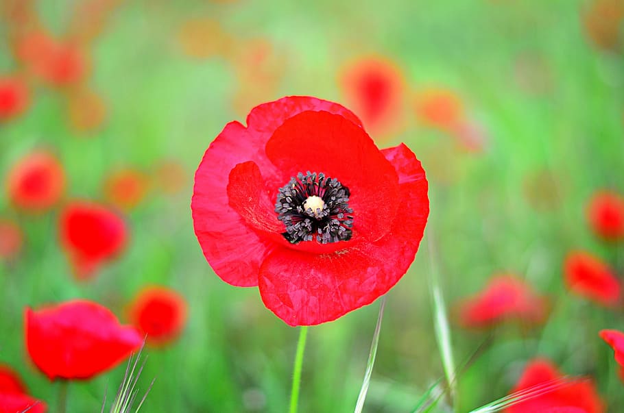 shallow focus photography of red flower, Nature, Peace, Macro HD wallpaper