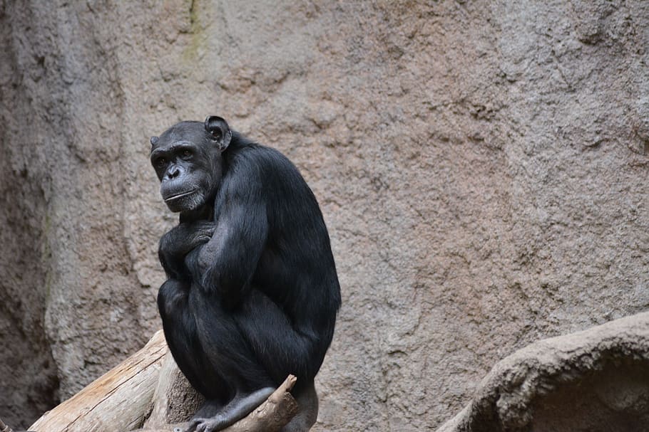 mammal, monkey, zoo, boredom, primate, animal wildlife, ape HD wallpaper