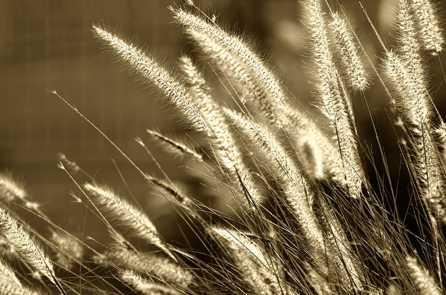 seed, nature, wheat, growth, field, flora, summer, grass, outdoors, HD wallpaper