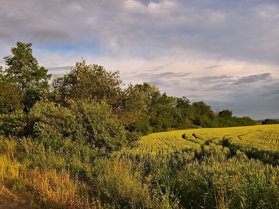 landscape, nature, panoramic, tree, sky, plant, growth, beauty in nature HD wallpaper