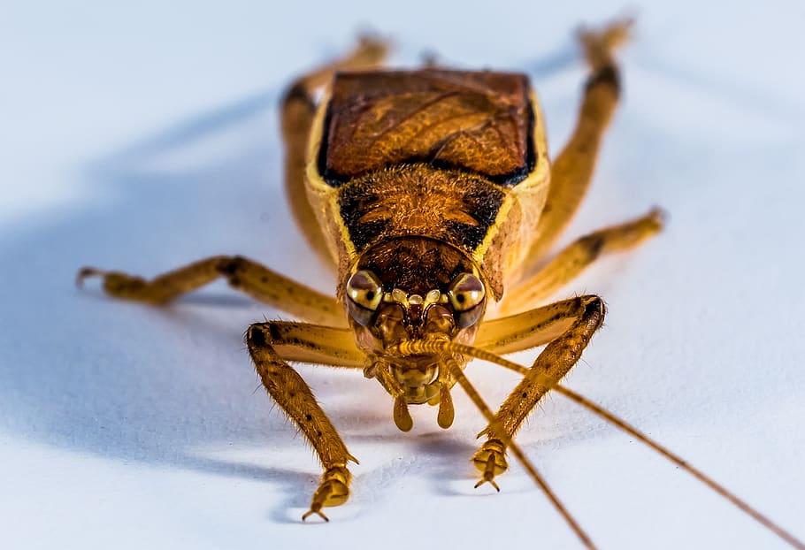 grasshopper, viridissima, insect, close up, animal, one animal HD wallpaper