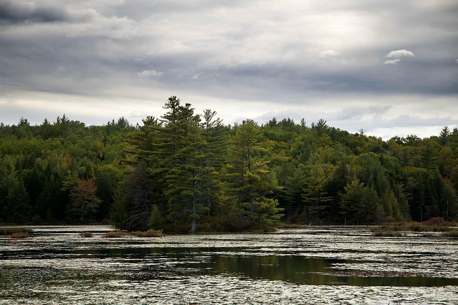 clouds, forest, lake, nature, river, stream, trees, water, landscape HD wallpaper