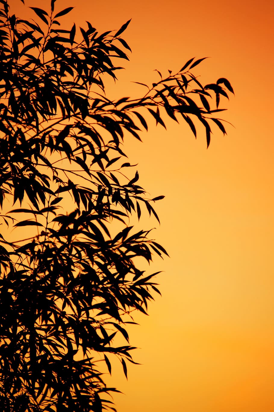 Background, Branch, Dusk, Evening, Leaf, leaves, nature, pattern HD wallpaper