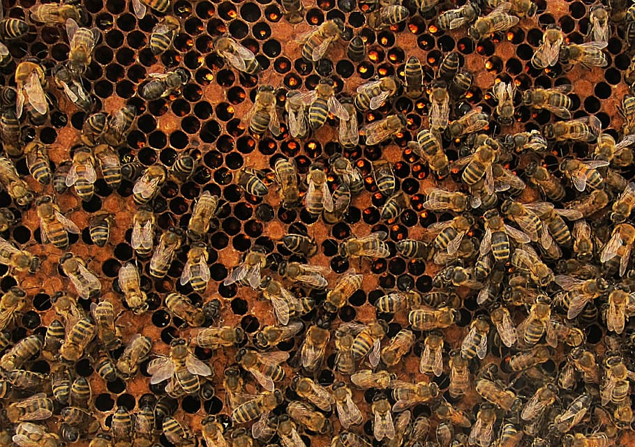 bees, honey, honey bee, colony, insect, animal, beekeeping, HD wallpaper