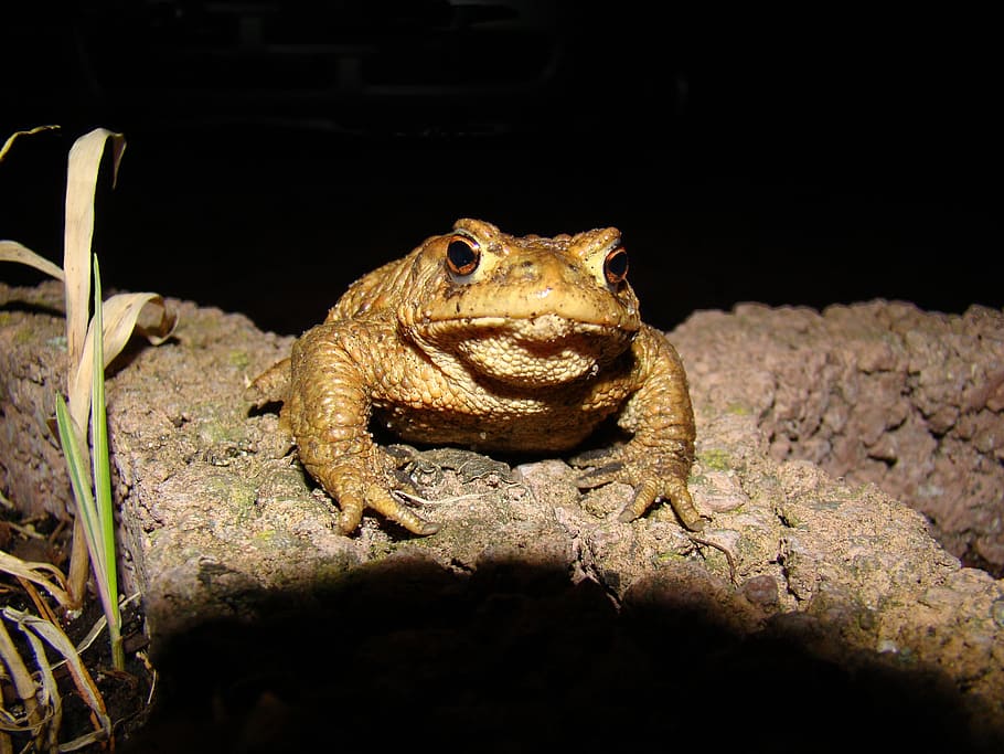 toad, common toad, moist, nature, animal, amphibians, warts HD wallpaper