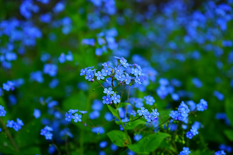 blue flowers, forget me not, brunnera vergissmeinnicht, brunnera macrophylla, HD wallpaper